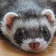 Image for article titled The ferrets whose eyes were wired to be ears